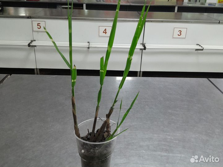 Мискантус зебринус, злак