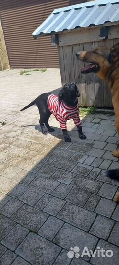 Собака щенок