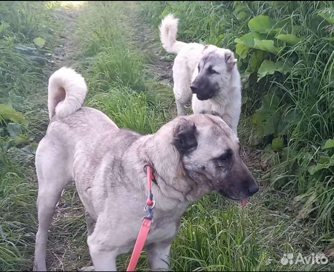 Аборигенные кангалы