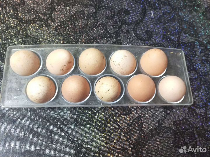 Цесариное яйцо