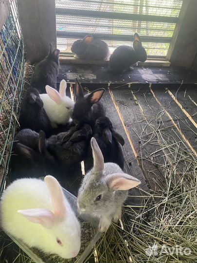 Кролики калифорния