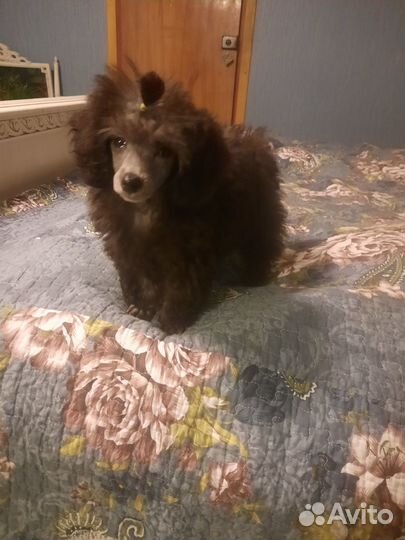 Той-пудель девочка