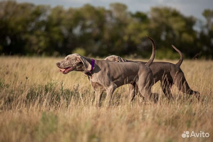 Замечательные щенки веймаранера