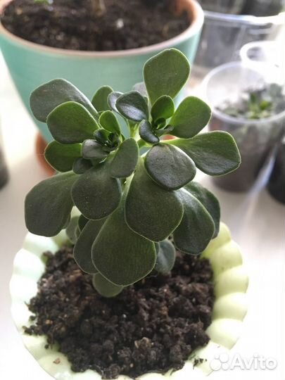 Дерево любви 