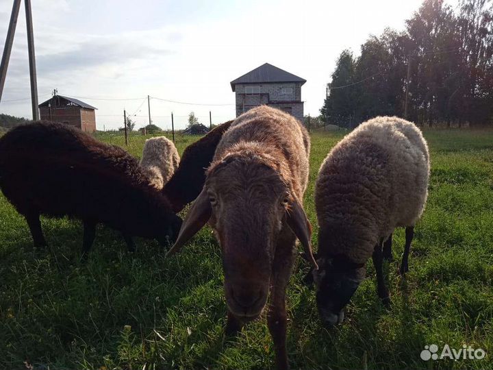 Овцы бараны