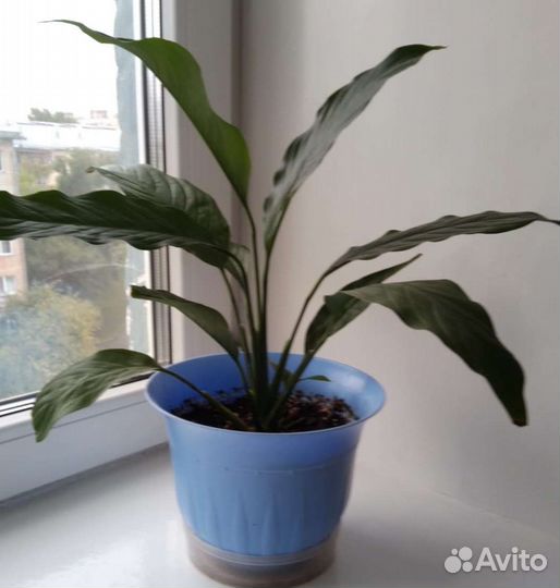 Спатифиллум