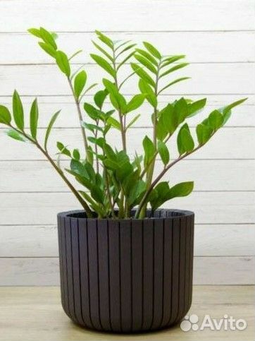 Замиокулькас