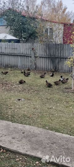 Подсадные утки