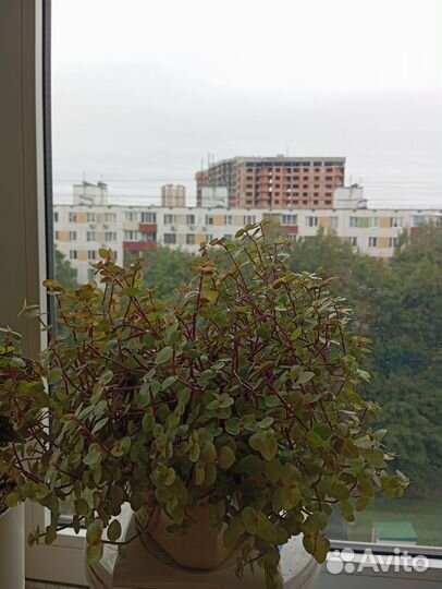 Комнатные цветы коллизия колеус зебрина