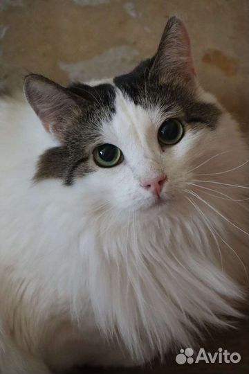 Молодой котик