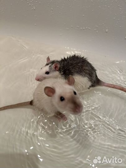 Крыса девочка с клеткой