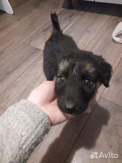 Овчарка, щенок