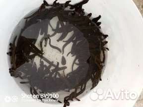 Пиявки медицинские