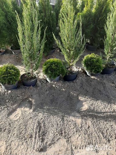 Туи смарагд И можевельники