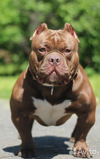 Американский булли вязка