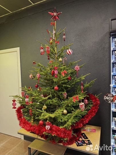 Живая ель Бесплатная доставка