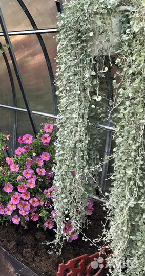 Дихондра серебристая