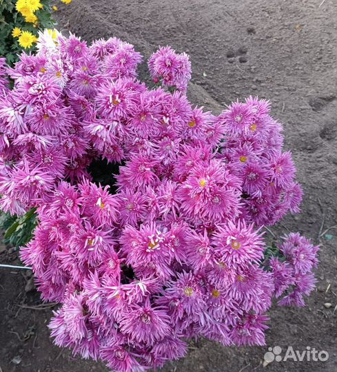 Мультифлора, сентябрины, хризантемы