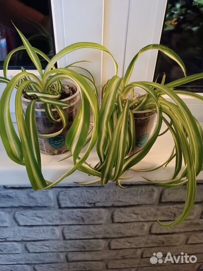 Комнатные растения