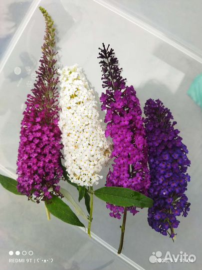 Буддлея Рябинник