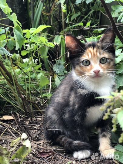 Котята ищут дом