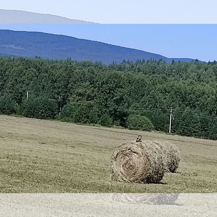 Продам сено в рулонах