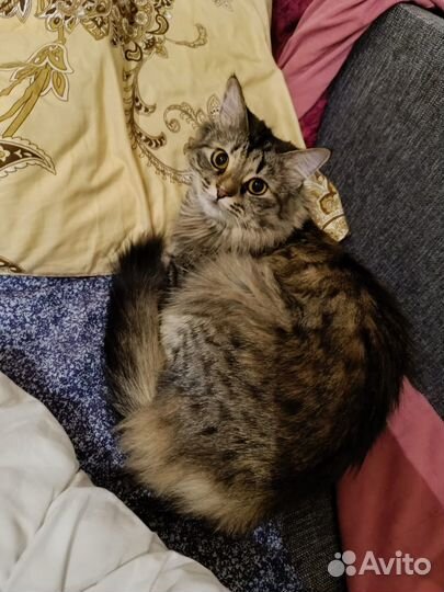 Кошка очаровашка