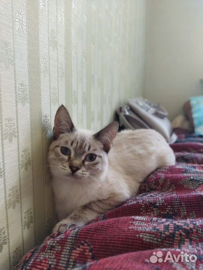 Котята бесплатно