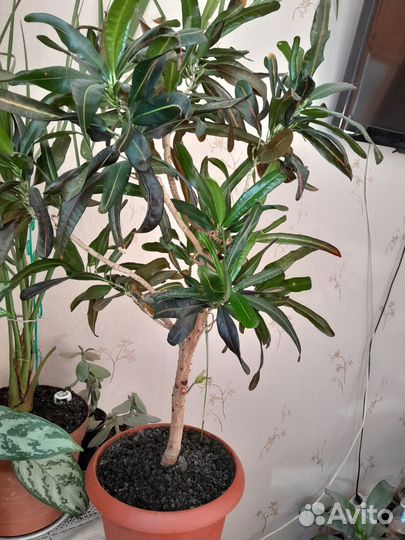 Кротон узколистный