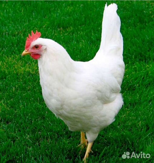 Куры несушки