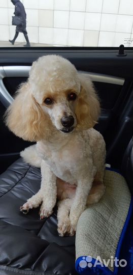 Случка собак