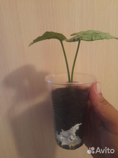 Сингониум серый призрак