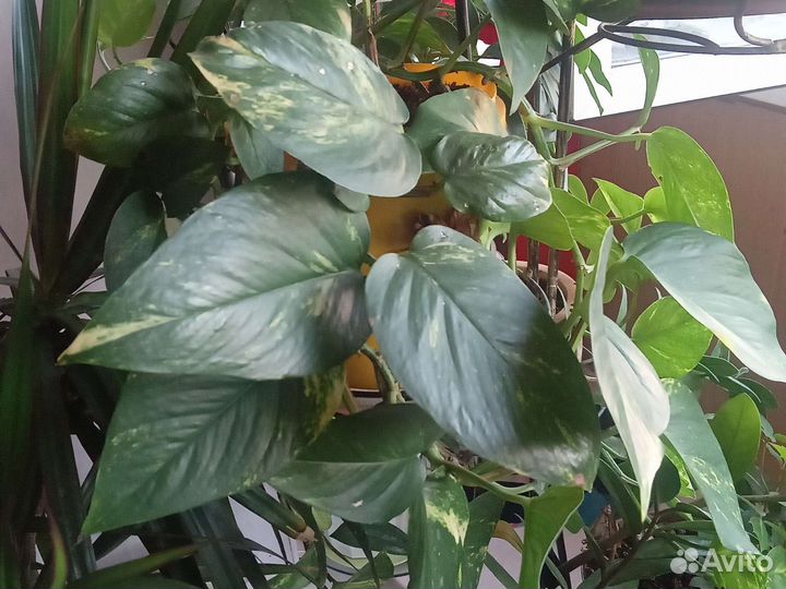 Сциндапсус