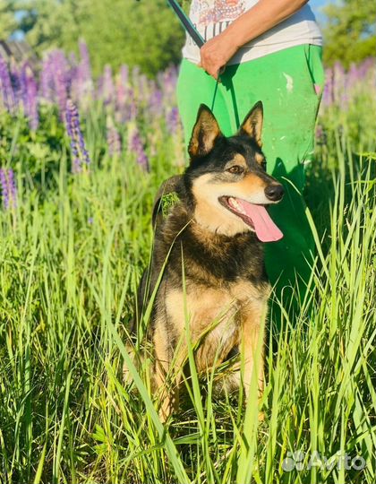 Собака в добрые руки отдам бесплатно