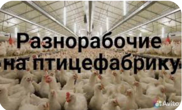 Грузчик с ежедневной оплатой