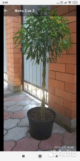 Принимаем заказы на плетенные деревья весна 2025г