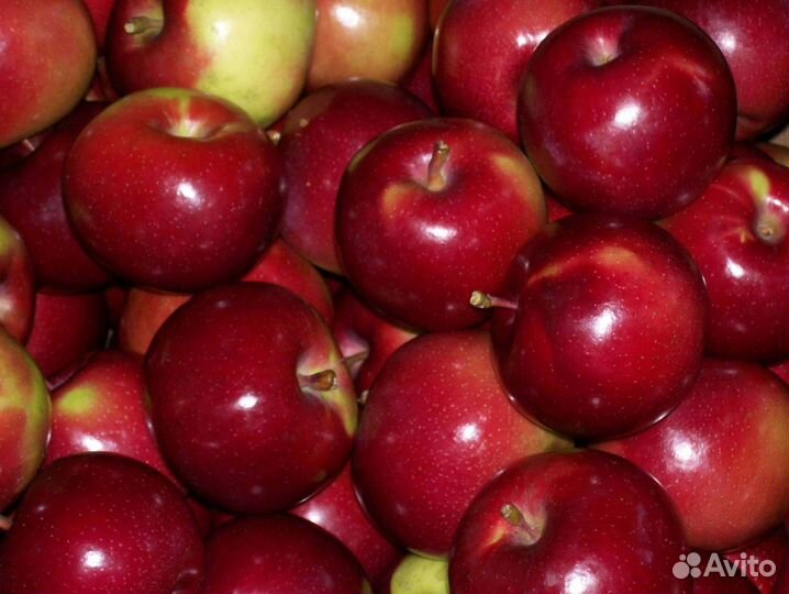 Саженцы яблони Звездочка