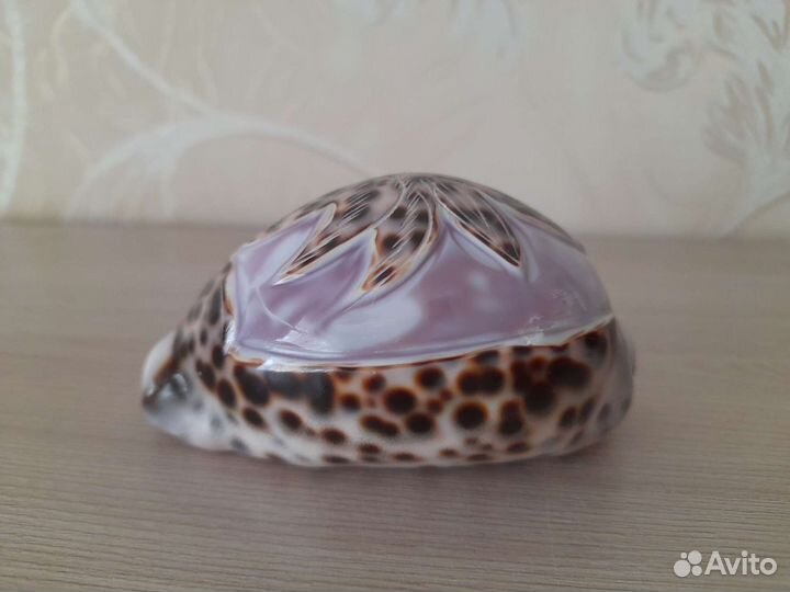 Ракушка раковина морская сувенир подарок