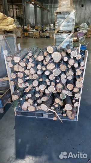 Стволы и спилы можжевельника