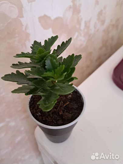 Цветы комнатные