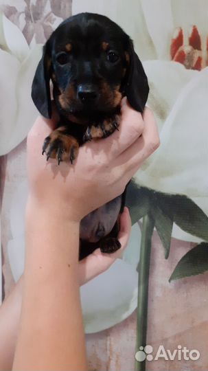 Щенки таксы стандартные