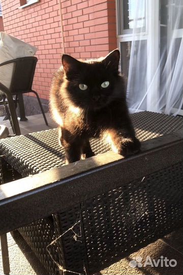 Кошечка Соня