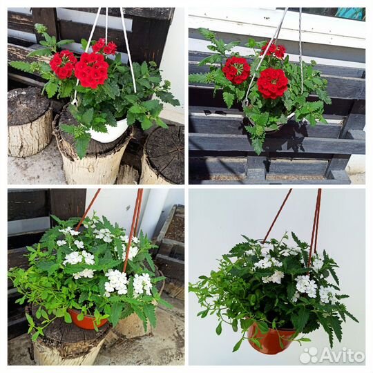 Бегония беллекония,вербена ампельная вегетативная