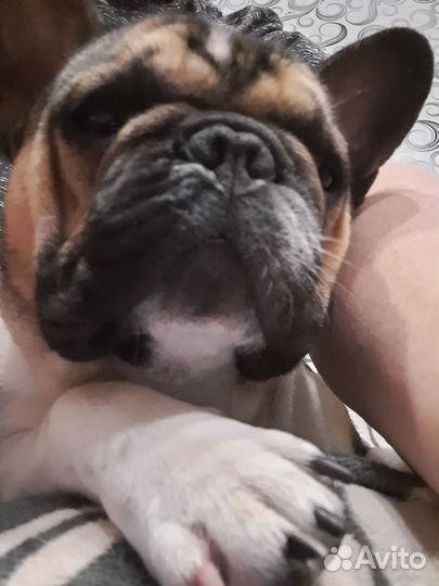 Французский бульдог вязка