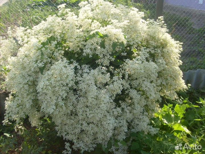 Цветы многолетние: пионы, георгины, клематис и др