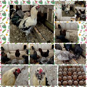 Инкубационное яйцо кур Гергебельской породы