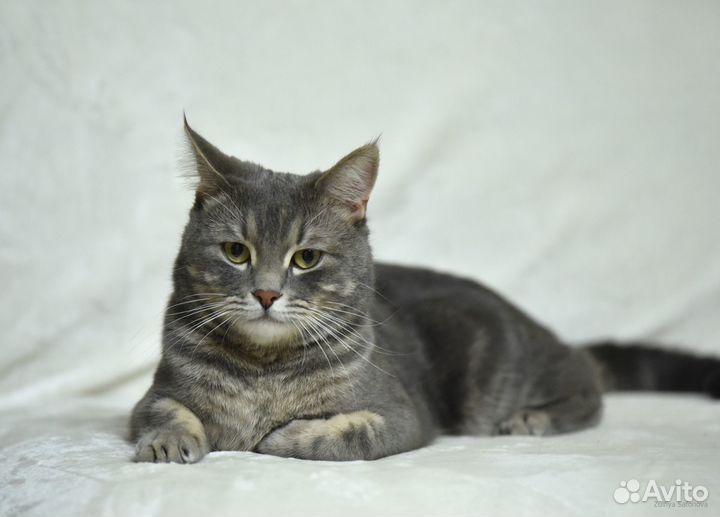 Котик в добрые руки