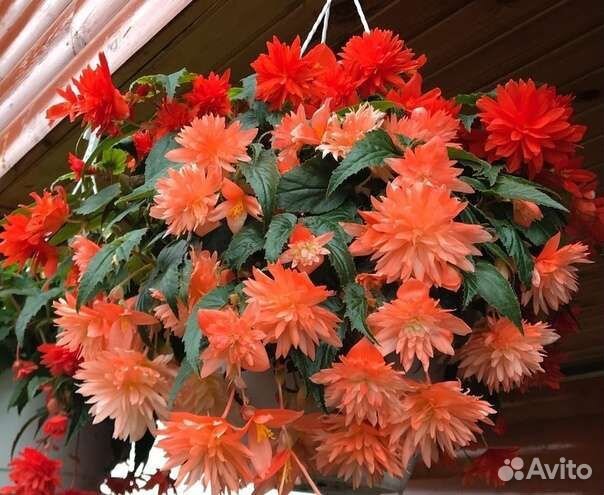 Бегония махровая ампельная