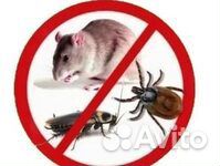 Дезинсекция клопов, тараканов, блох, осы шершни