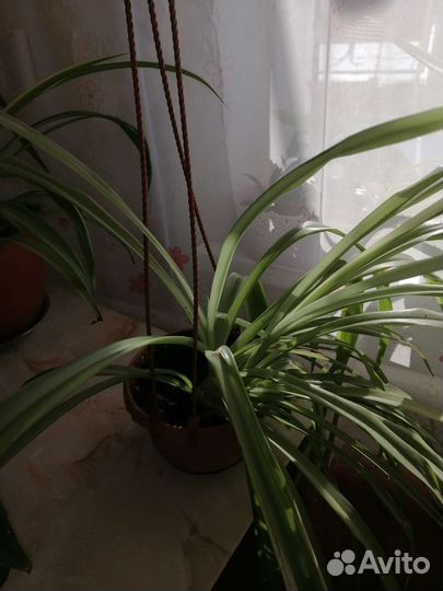 Хлорофитум